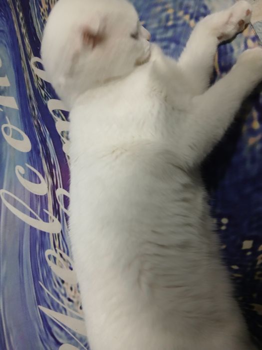 Мушук сотилади зотдор