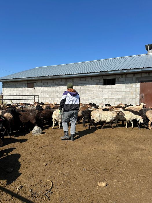 Продаю оптом овец