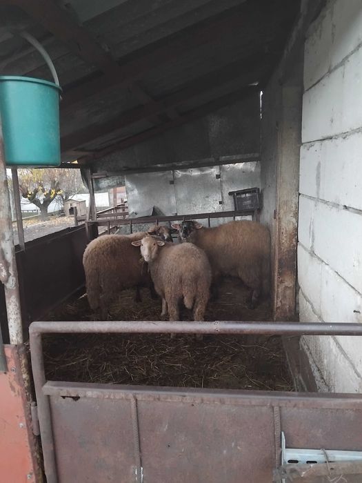 Berbecuti de vânzare