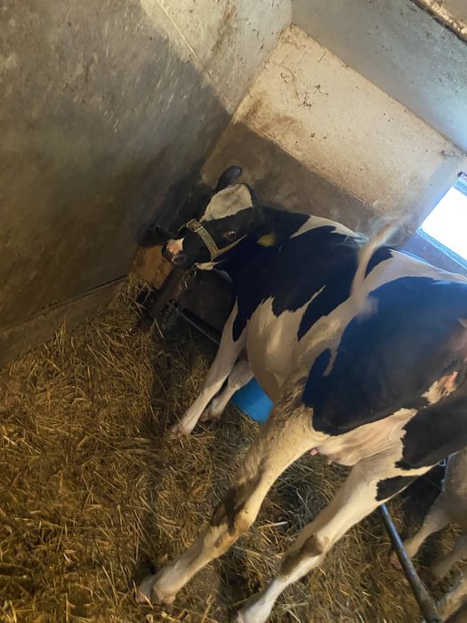 Vițea Holstein cu varsta de  1 an