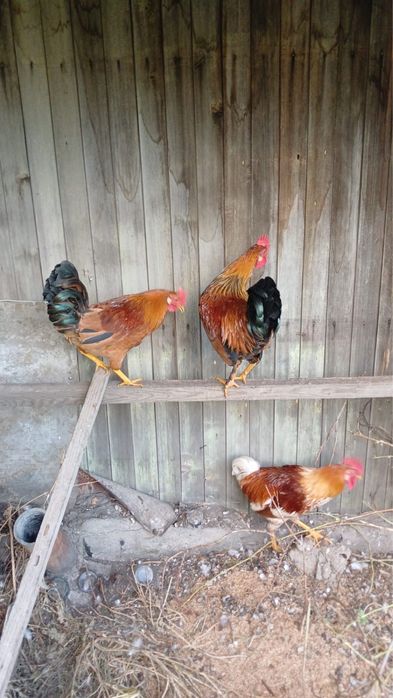 Продам домашних петухов