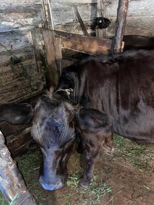 Vând jurincă angus gestantă