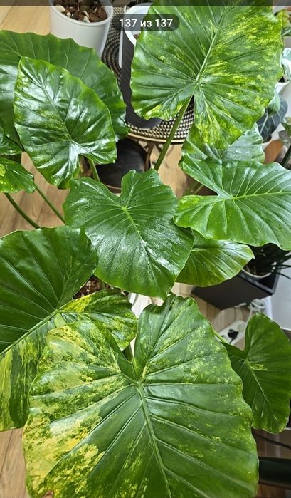 Продам алоказию одора