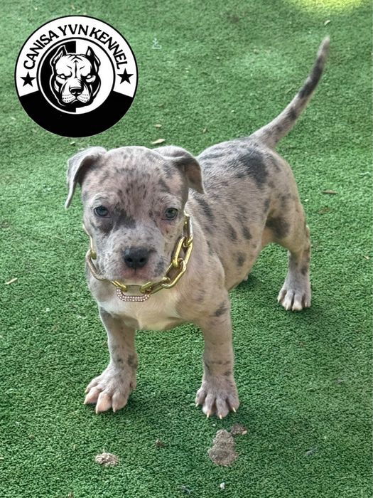Amstaff blue merle