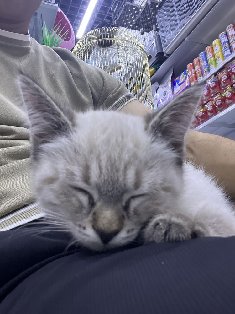 Сиямский котенок продается