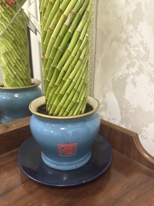 Omad guli Bambuk драцена Сандера