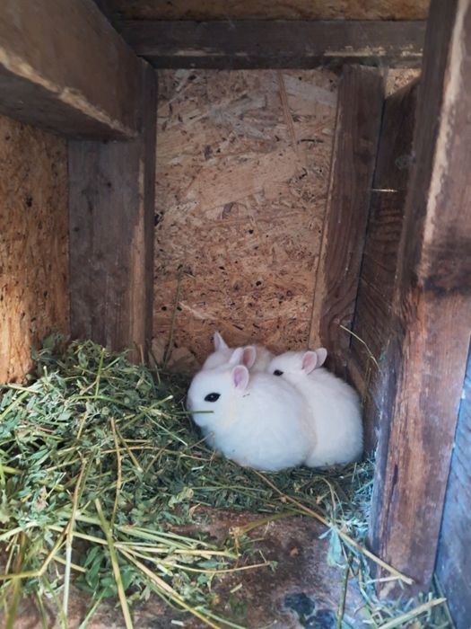 Iepurasi  Hotot pitici.
