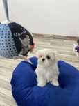 Bichon Maltez Mini Toy cu Pedigree