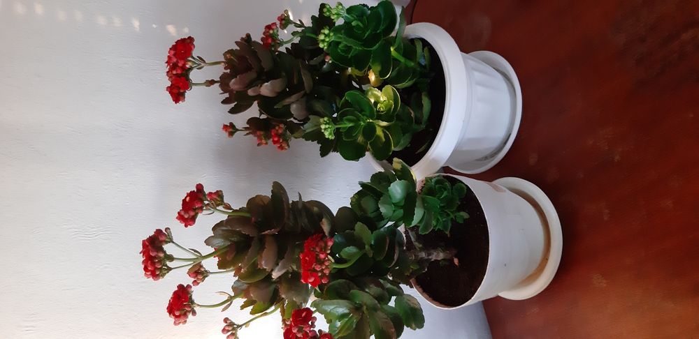 Каланхое различни цветове ,големина и други цветя