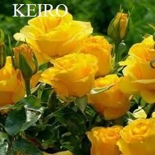 Trandafiri pomisor;De dulceata;Urcatori;Brad 1,4m;Mesteacan;Tei;Liliac