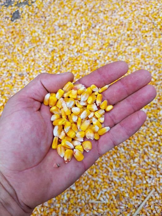 Vand porumb 1,25 kg transport gratuit