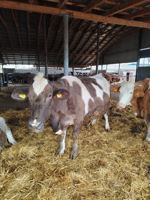 Vând vaca bălțata românească