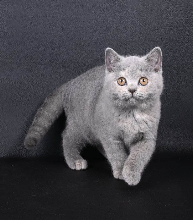 Pisicuța British  Shorthair   blue cream tortie cu pedigree