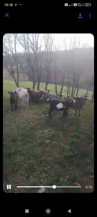 Capre tinere majoritatea la prima și a doua fatare.