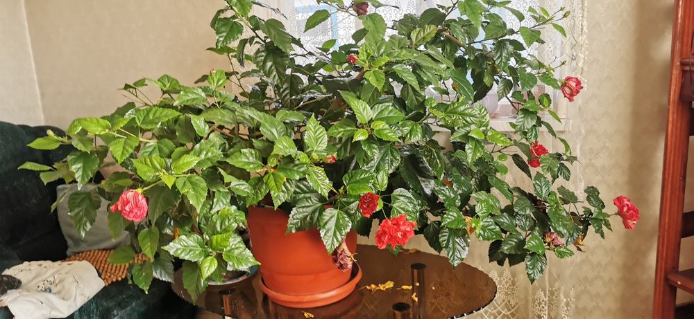 Продам китайскую розу