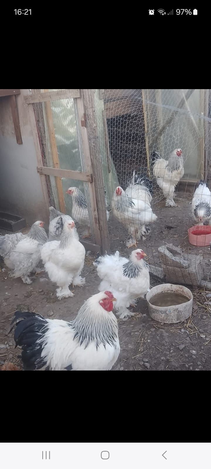 Găini și cocoși brahma herminat deschis