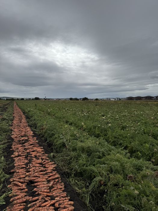 Morcov Disponibil Cantitati Mari