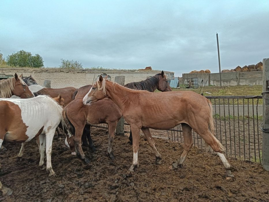 Продам лошадей 2 штуки