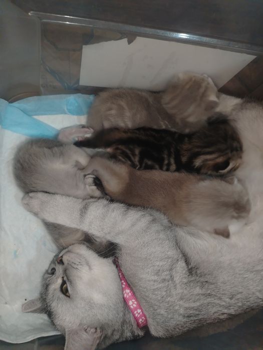 Sotiladi bron ochildi