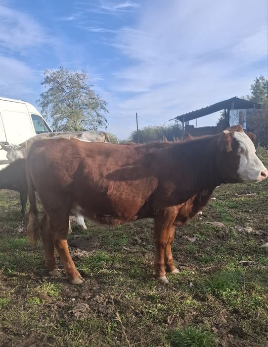 Vând vaci și vitei