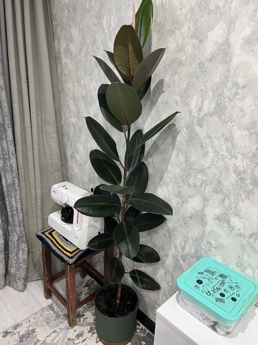 Фикус Робуста домашний