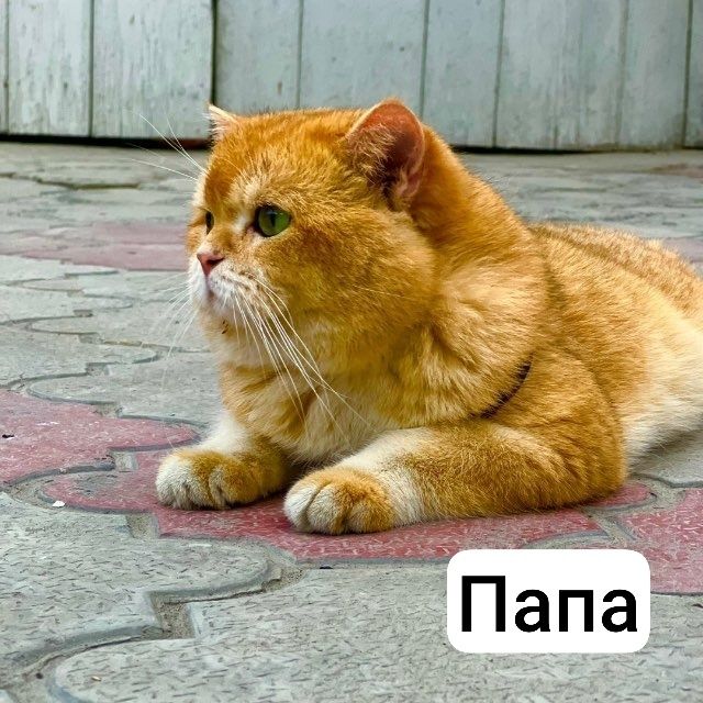 Zalatistiy shinshila brutan sotiladi