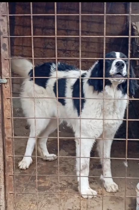 Femela 10 luni Ciobanesc de bucovina