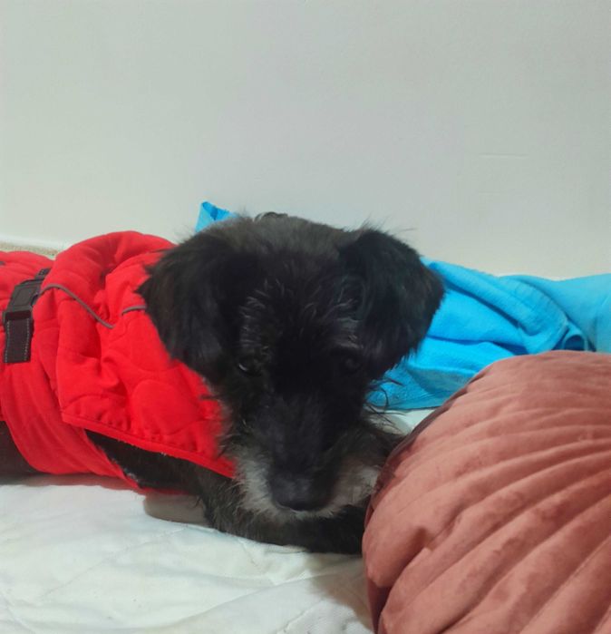 Adoptie caine negru talie medie castrat