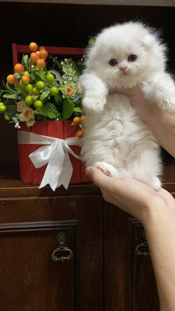 Scottish Fold & Scottish Straight