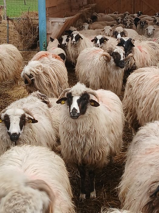 Vind 50 oii pe ales cu mieii