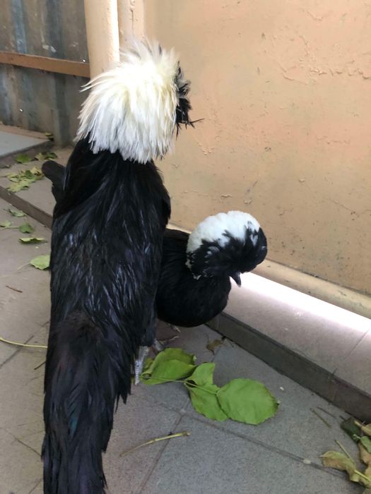 Vand Motate Olandeze