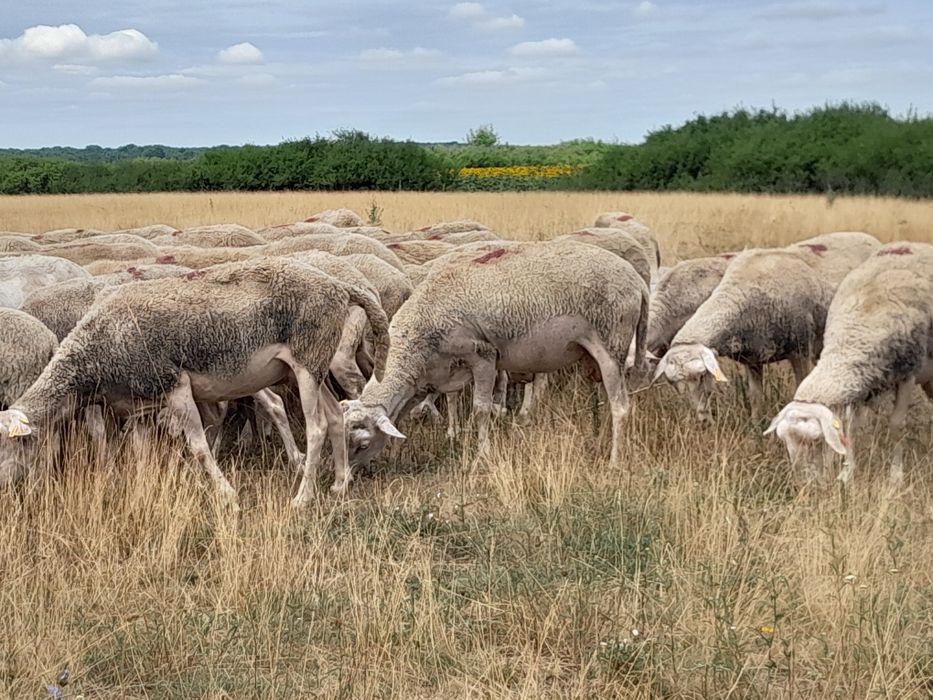 Oi lacune disponibile