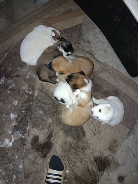 Щенки  отдам бесплатно