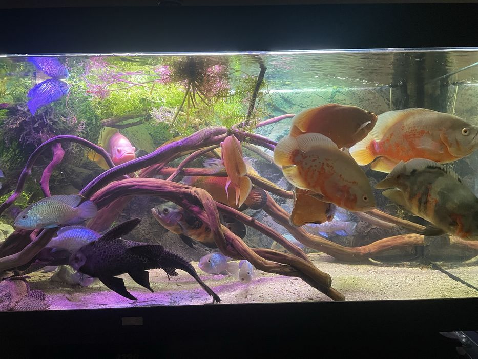 Decor acvariu lemn natural,  , clarius batrachus