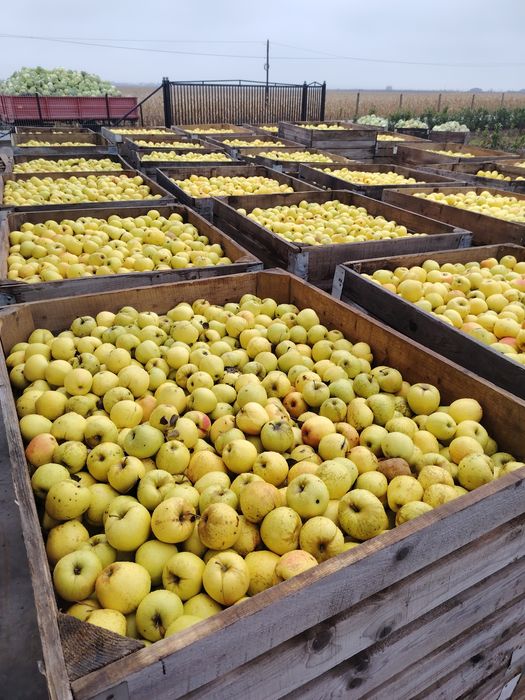 Mare golden idared și bot de epure