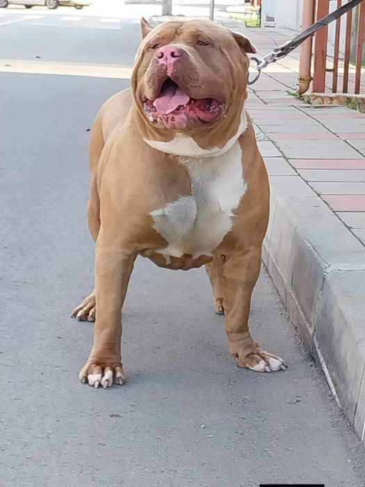 Американско Були Хл