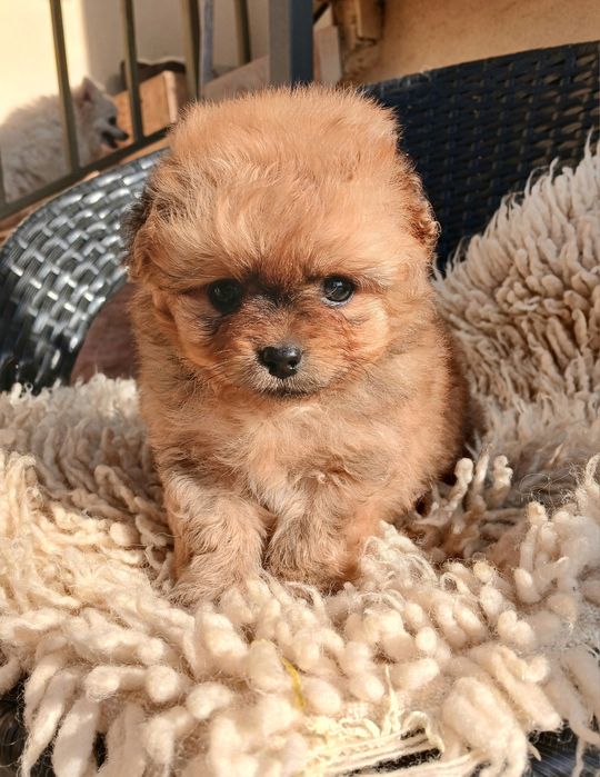 Помапу/Pomapoo той пудел