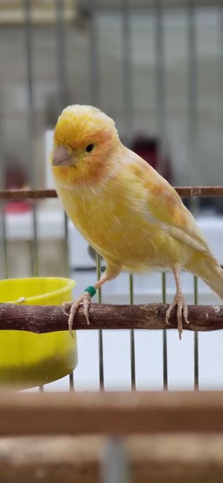 Кенар шмель взрослый с пением щегла/Кокил сайро шмел нар канарейка