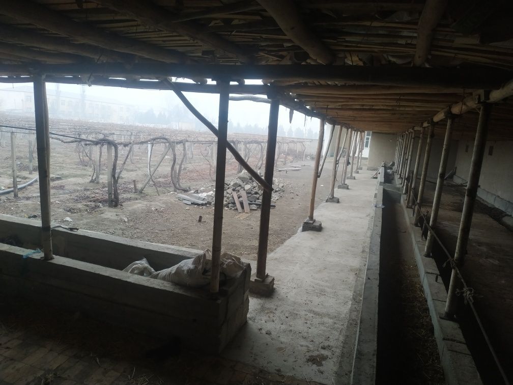 Узум Бог 50 сот Фаргона вилояти Олтиарик туман Кизилтепа санатория