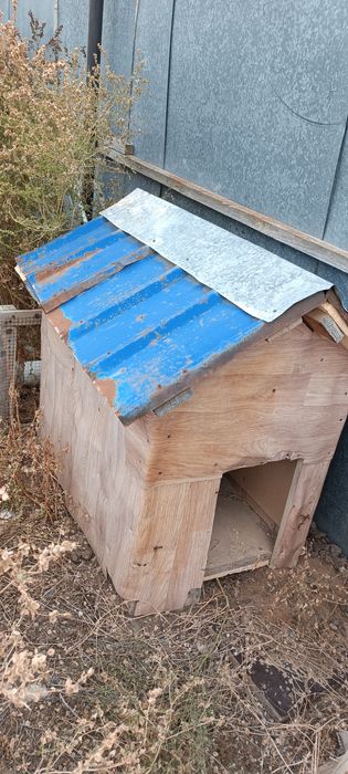 Иттің ұясы ағаштан жасалған