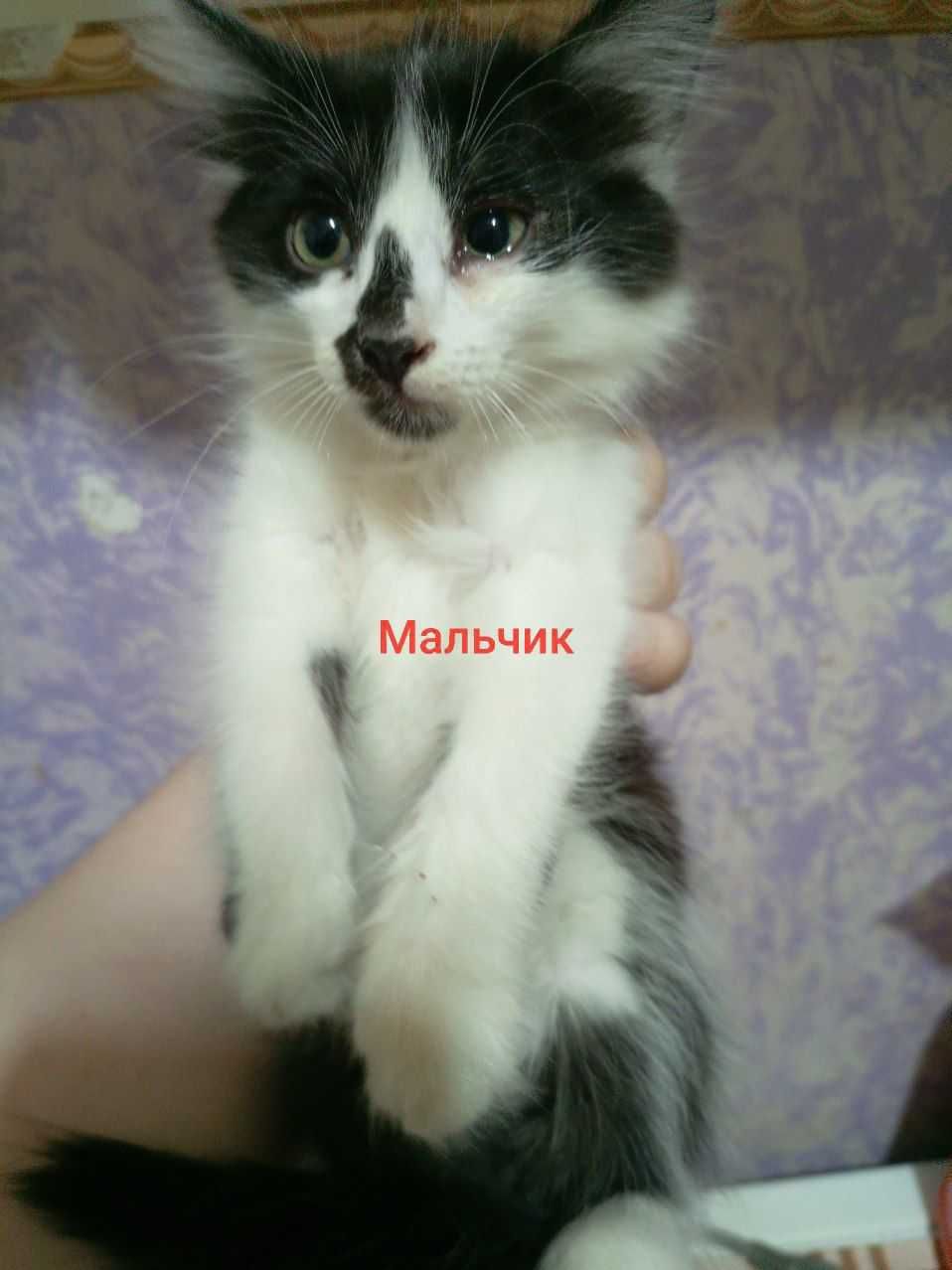 Котята очень милые и ласковые даром в добрые ручки