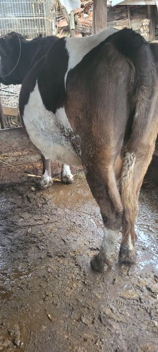 Vacă   cu vițea bălțată