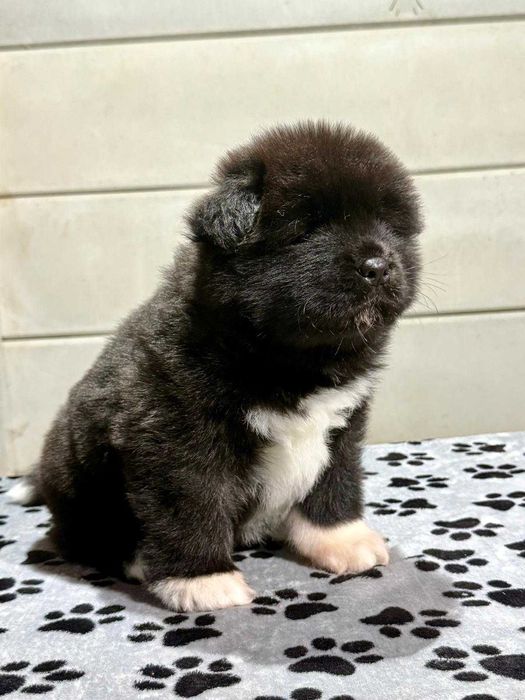 Pui Akita American Long Coat cu Pedigree