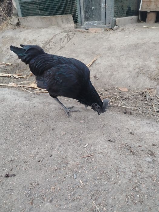 Ухавли хороз 6 ойлик бир ой булди кичкириб босяпти, 150 минг