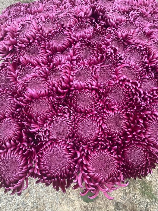 Radacini crizantema toate culorile