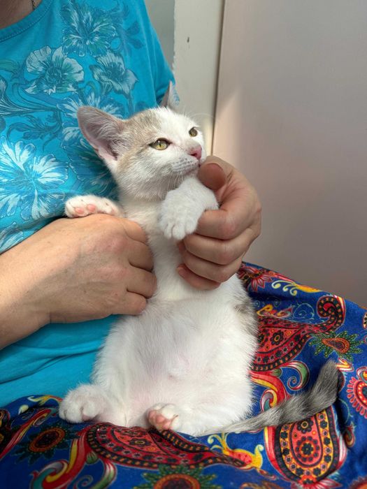 Ласковый игрунчик котенок Эдик ищет свою семью