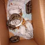 Donez hamsteri mici