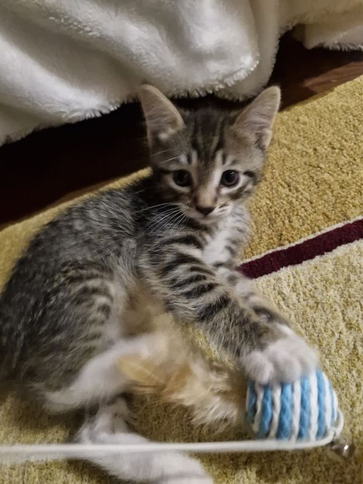 Отдам котят в добрые руки