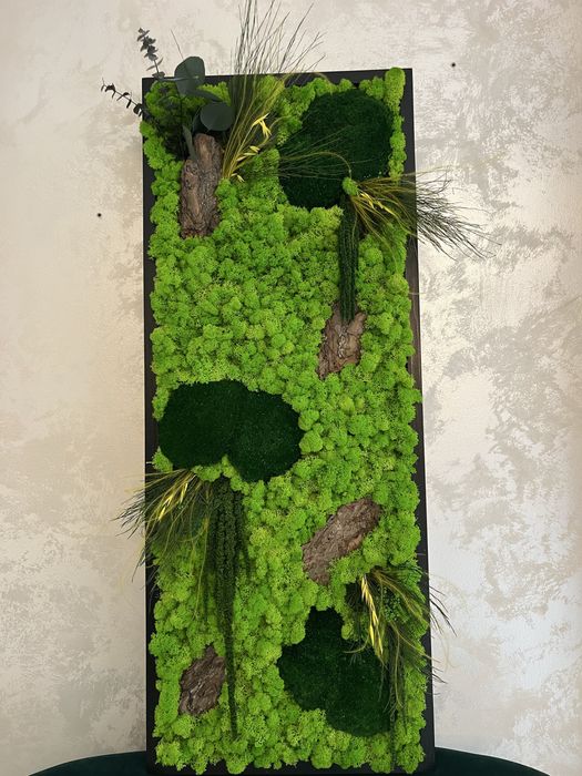 Tablouri cu plante naturale stabilizate,licheni , muschi