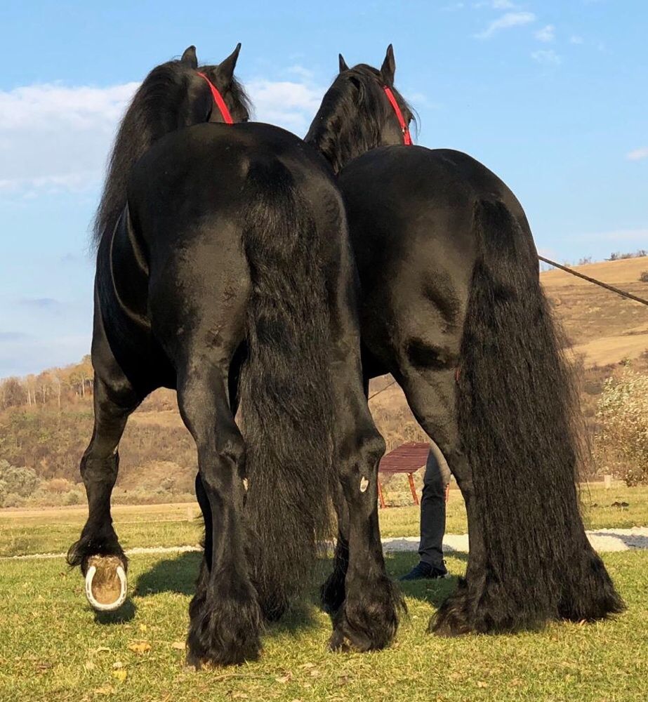 Armăsari Friesian armăsar Frizian